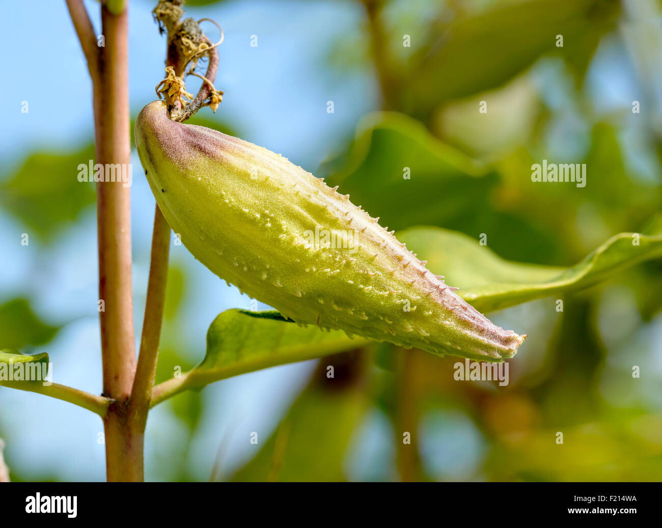 Gros plan de l'Asclepias syriaca asclépiade fruits, également appelé ou silkweed. Cette usine produit du latex Banque D'Images