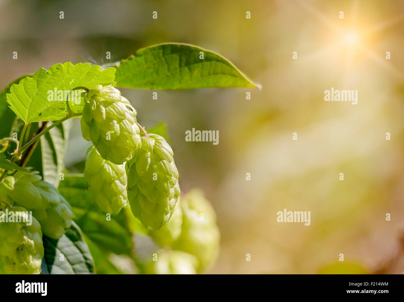 Fleurs femelles de Humulus lupulus, également appelé le houblon, dans la forêt sous le soleil Banque D'Images