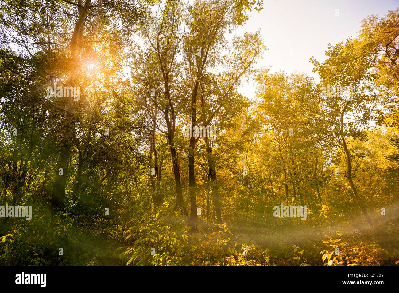 Forêt d'automne en Ukraine au cours d'une journée ensoleillée Banque D'Images