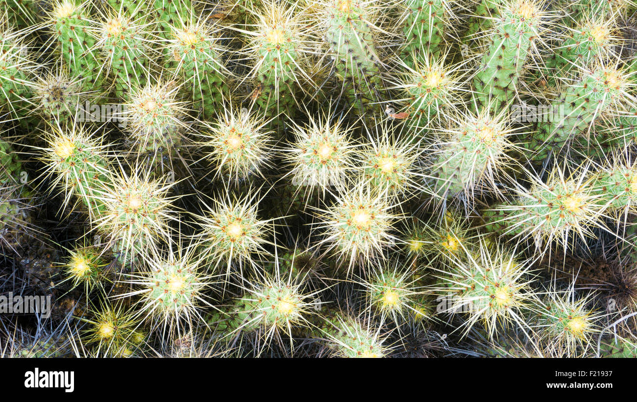 Loreto, Baja, au Mexique. Détaillée des cactées. Banque D'Images