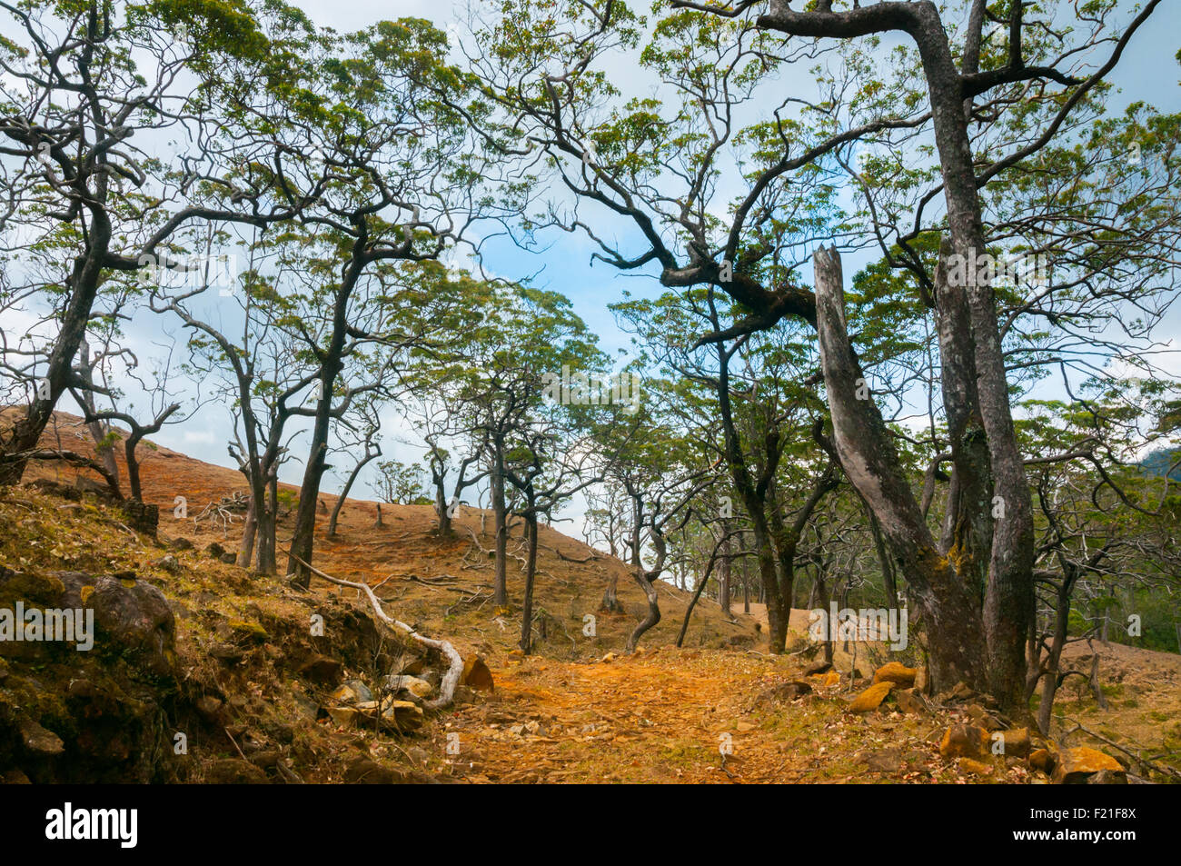 Arbres sur terre sèche. La pente du Mont Mutis, Nusa Tenggara est, Indonésie. Banque D'Images