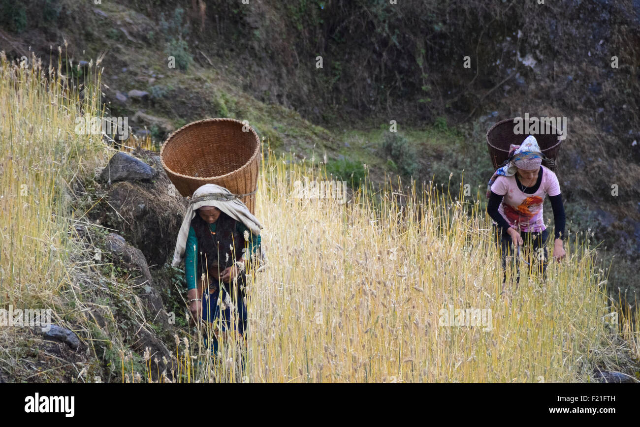 Les paysannes portant des paniers tressés en récolte dans la moutarde des champs, Banque D'Images