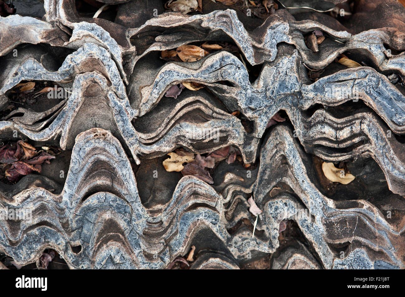 Close up of & stromatolithes fossiles oncolites dans Otavi Mountainland le nord de la Namibie Banque D'Images