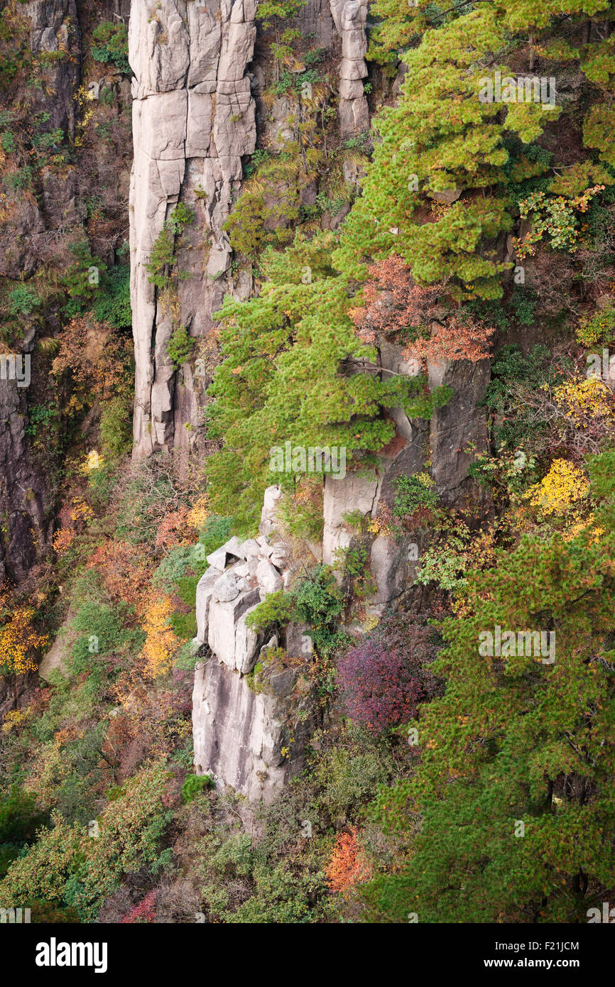 Close up de roche de granit et de feuillage de l'automne, Grand Canyon, mer de l'Ouest, sentier de montagne jaune, Huangshan, Anhui Province, China Banque D'Images