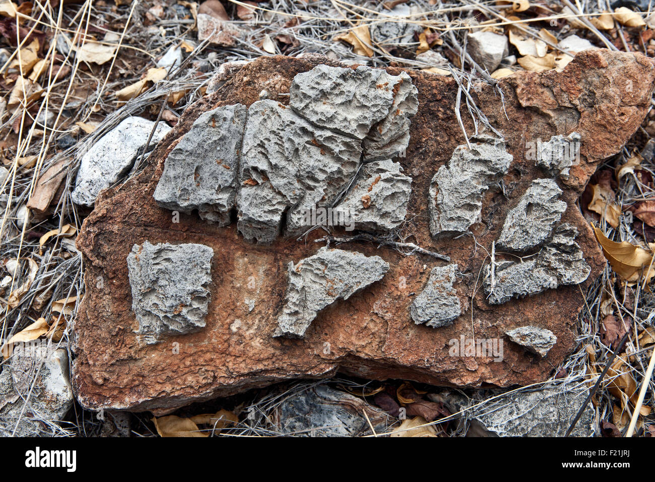 Close up of & stromatolithes fossiles oncolites dans Otavi Mountainland le nord de la Namibie Banque D'Images