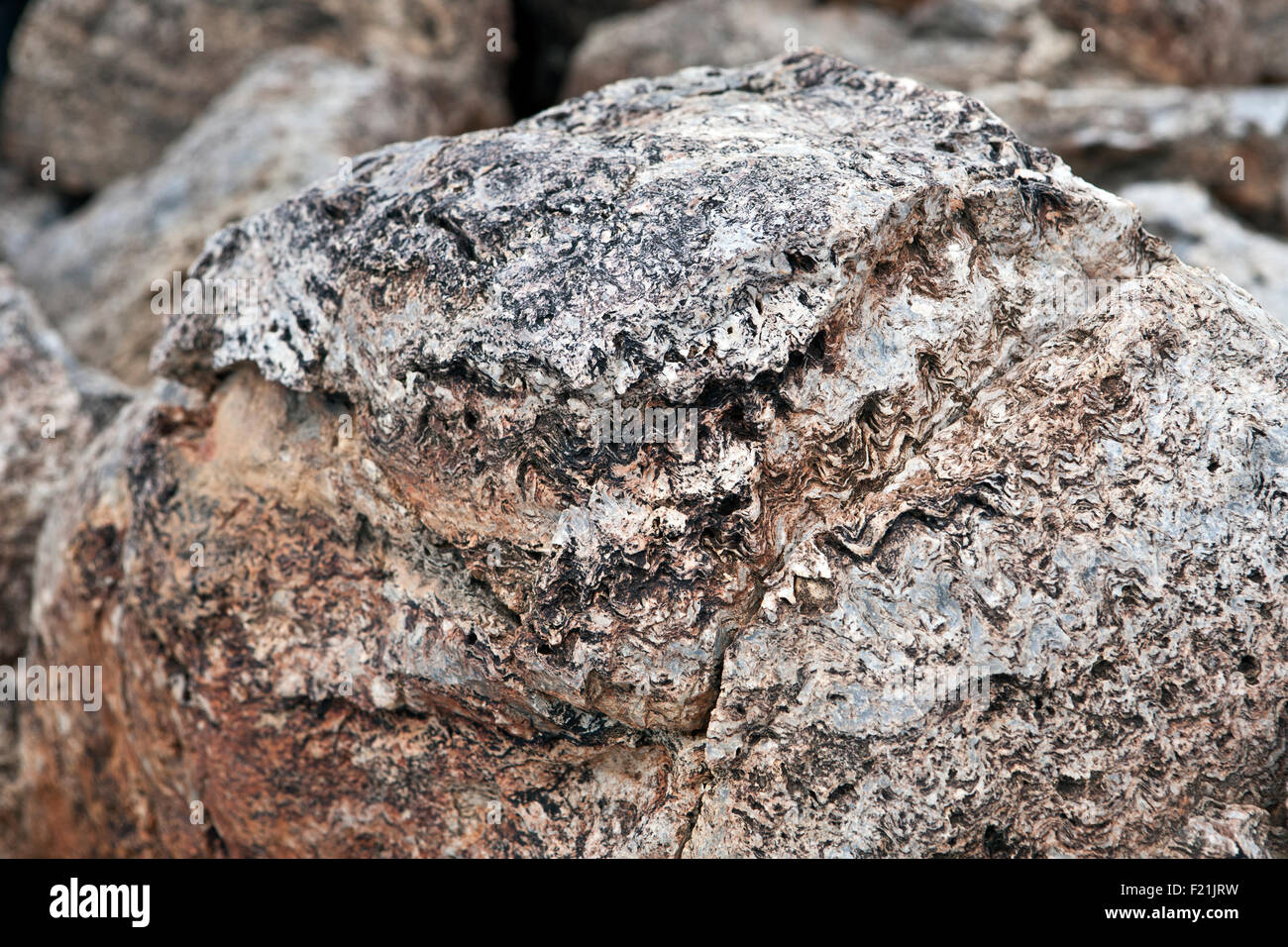 Close up of & stromatolithes fossiles oncolites dans Otavi Mountainland le nord de la Namibie Banque D'Images