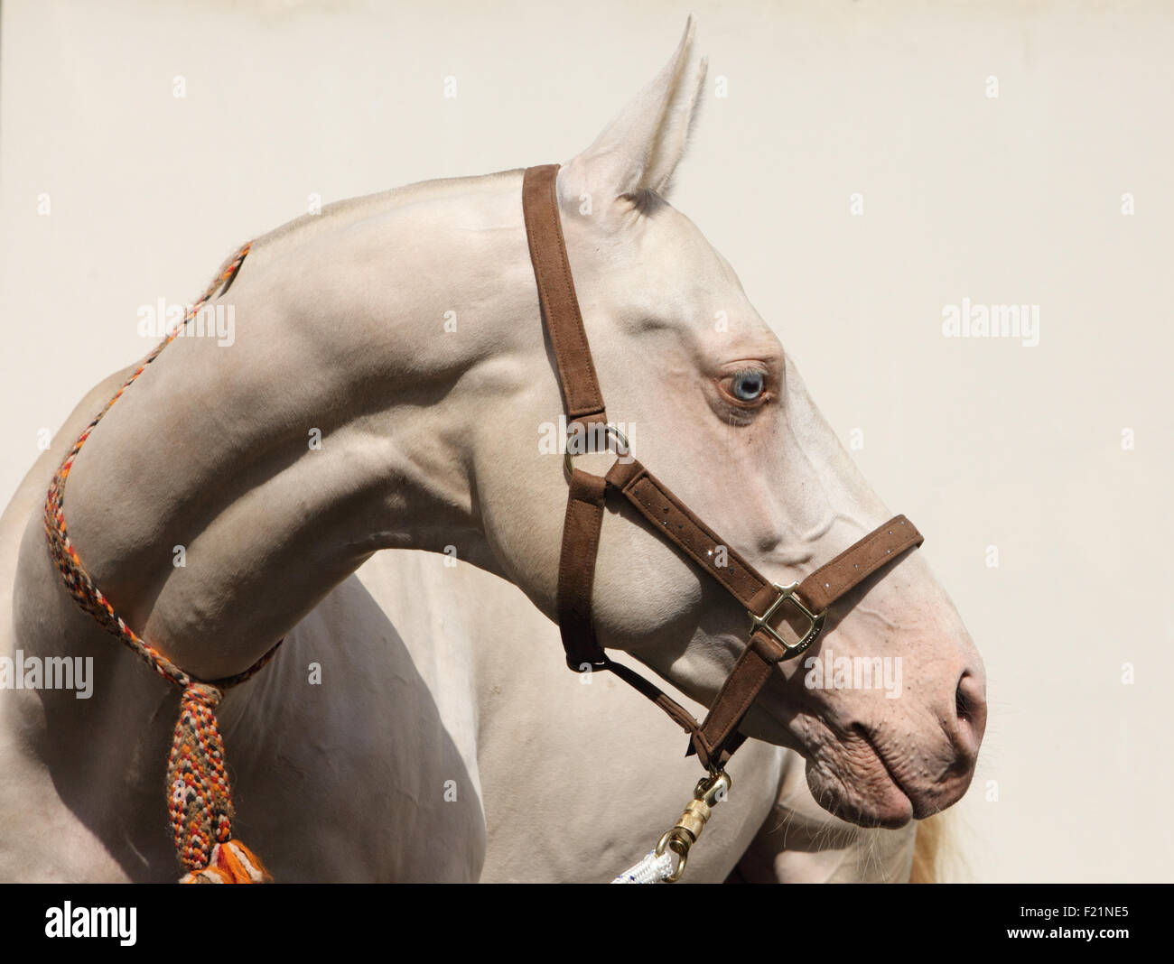 Blue-eyed Cremello cheval akhal-teke Banque D'Images