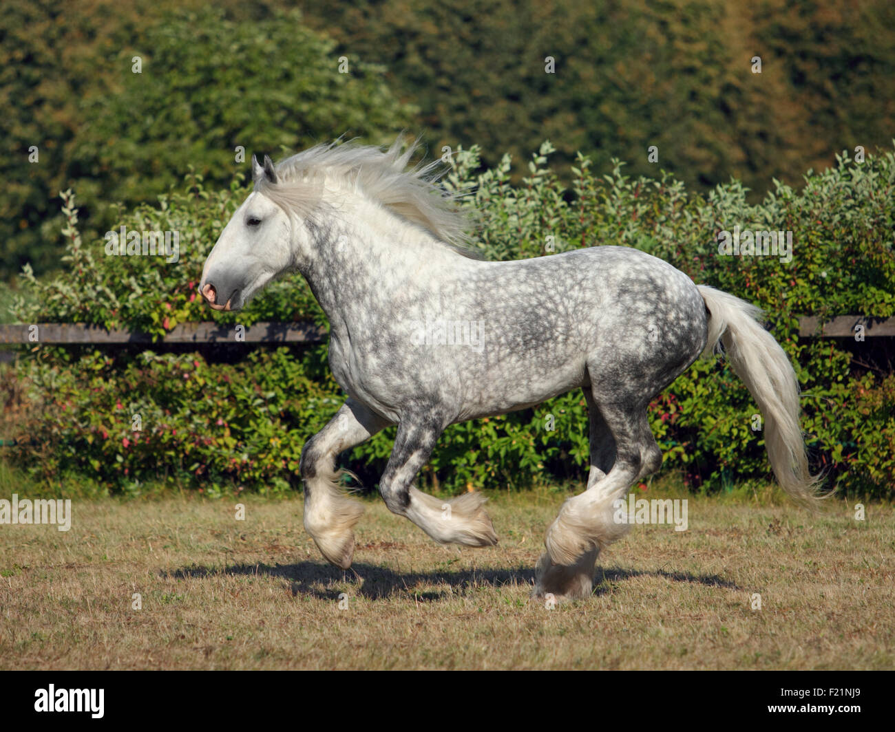 Projet de Shire Horse stallion galoper sur corral Banque D'Images