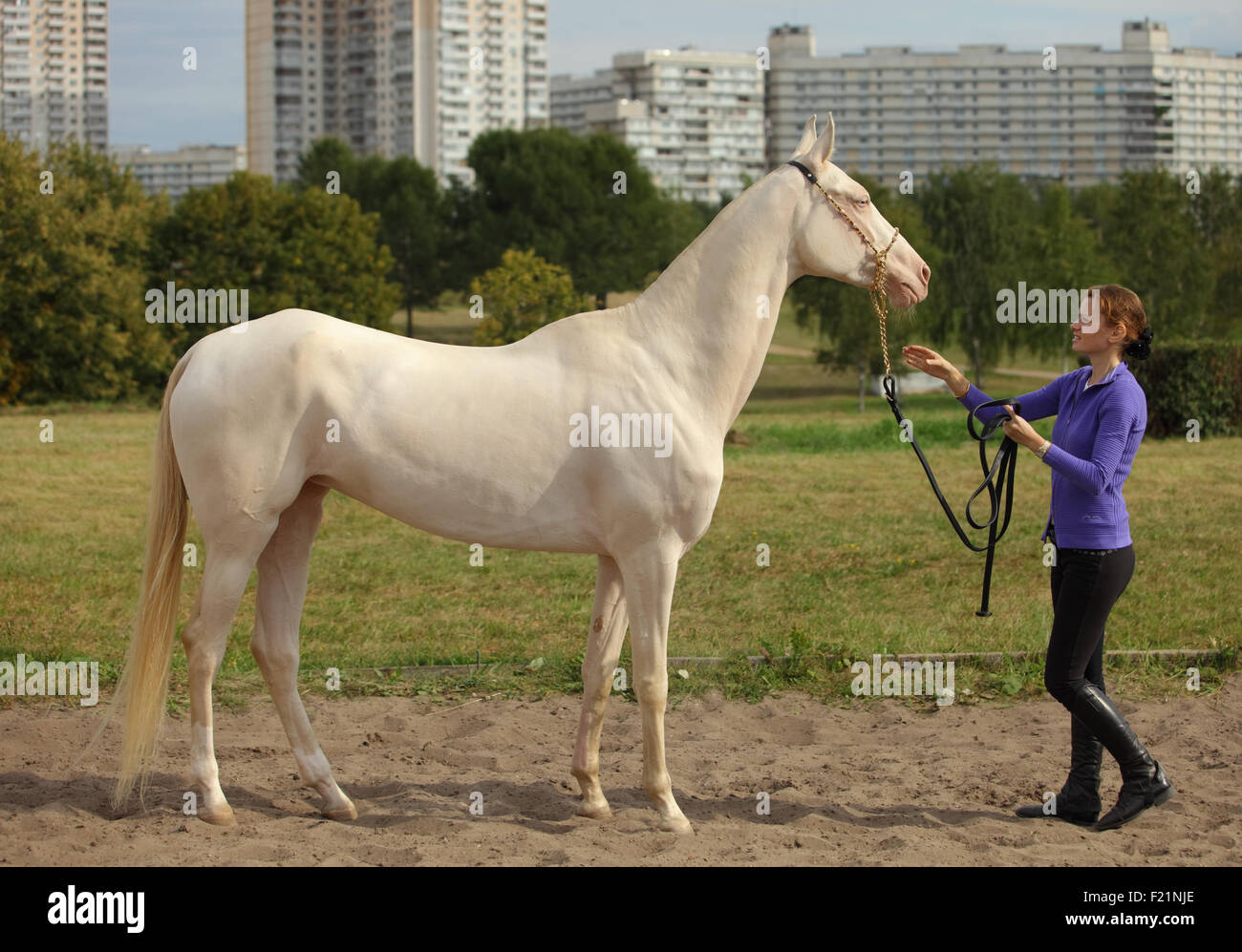 Blue-eyed Cremello cheval akhal-teke Banque D'Images