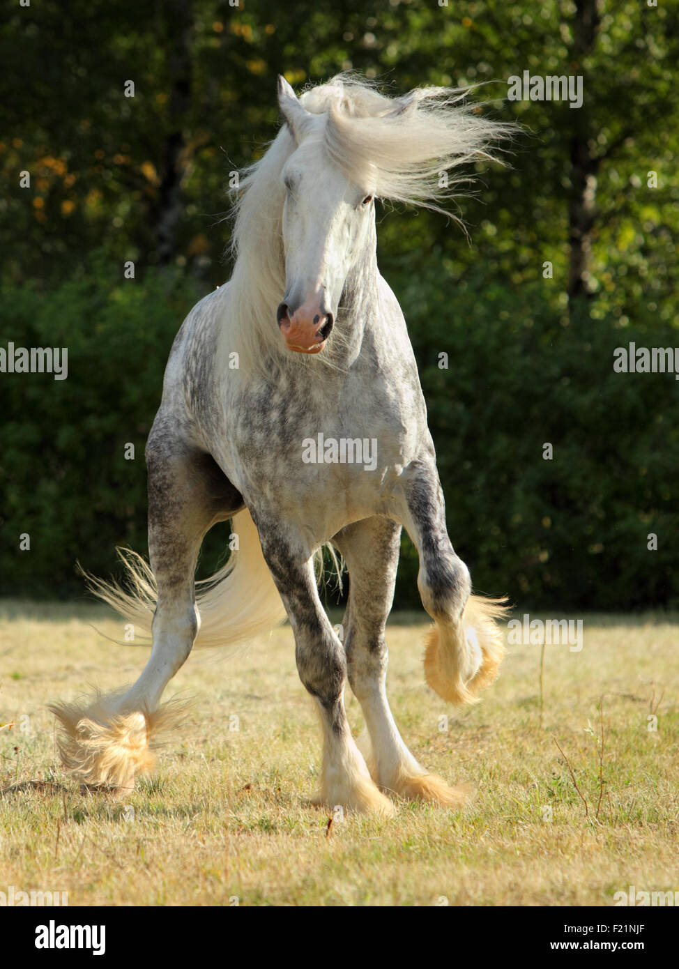 Projet de Shire Horse stallion galoper sur corral Banque D'Images