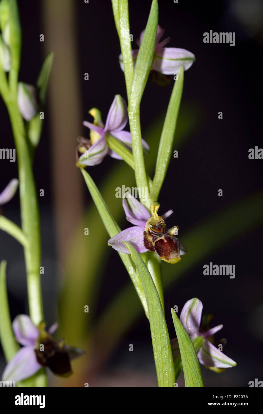 Woodcock Orchid - Ophrys scolopax subsp. Apiformis, syn. Ophrys scolopax subsp. picta, Syn. Ophrys picta Banque D'Images