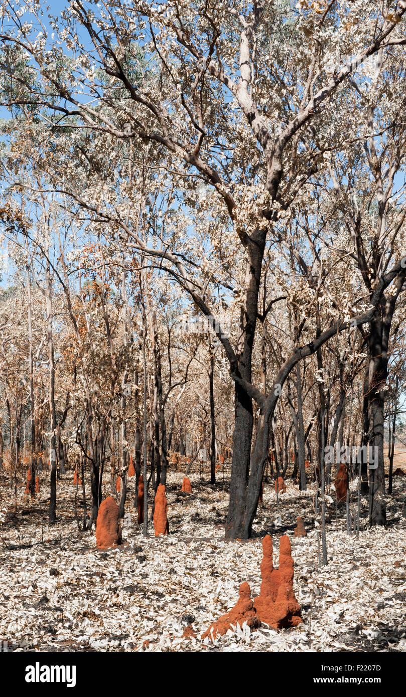 Termitières et paperbark feuilles dans une forêt près de Pine Creek, Territoire du Nord, Australie Banque D'Images