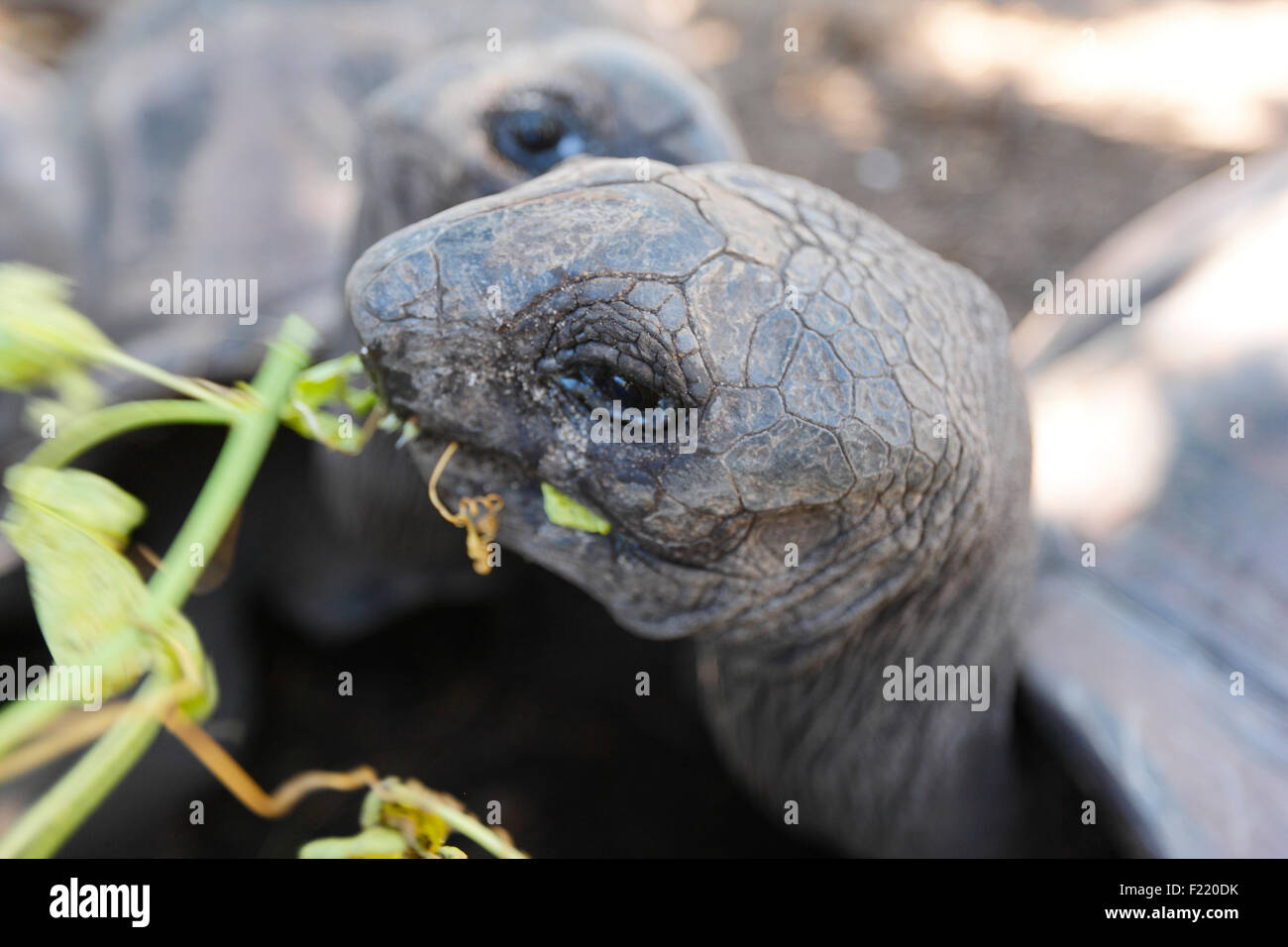 Des tortues dans parc national sur l'île de La Digue, Seychelles Banque D'Images
