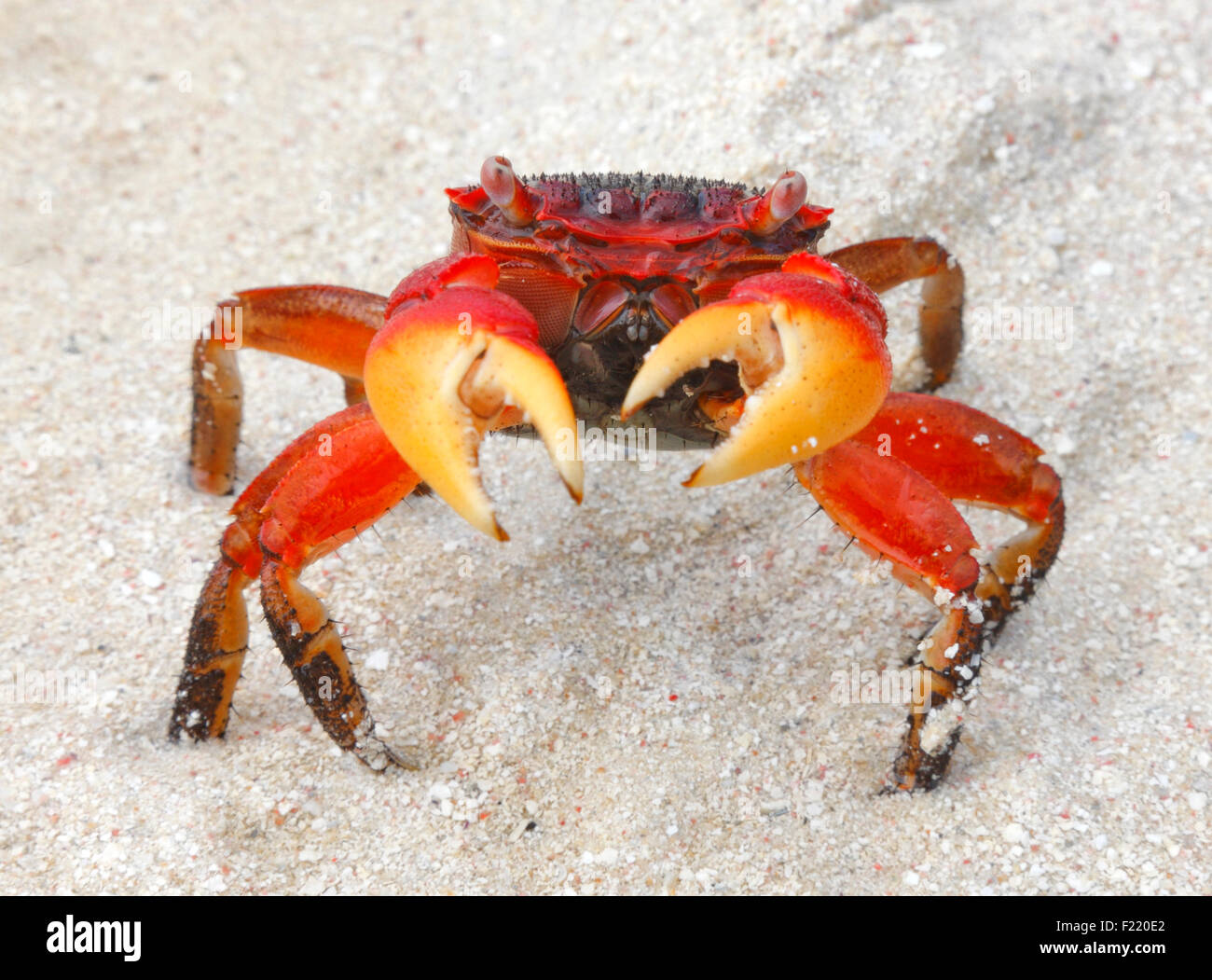 Crabe rouge close up sur la plage, aux Seychelles. Banque D'Images