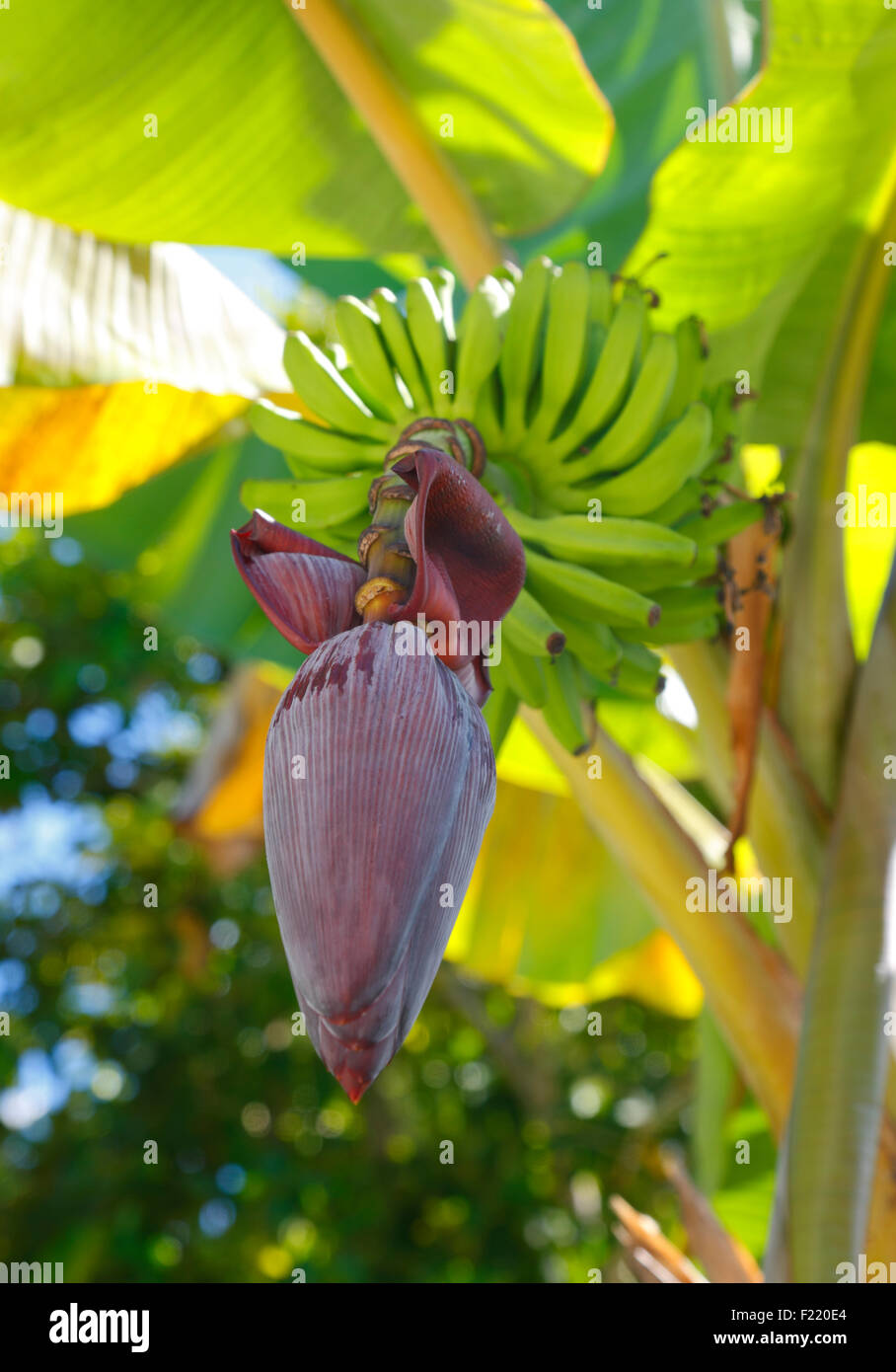 Fleur de bananier fleur, aux Seychelles. Banque D'Images
