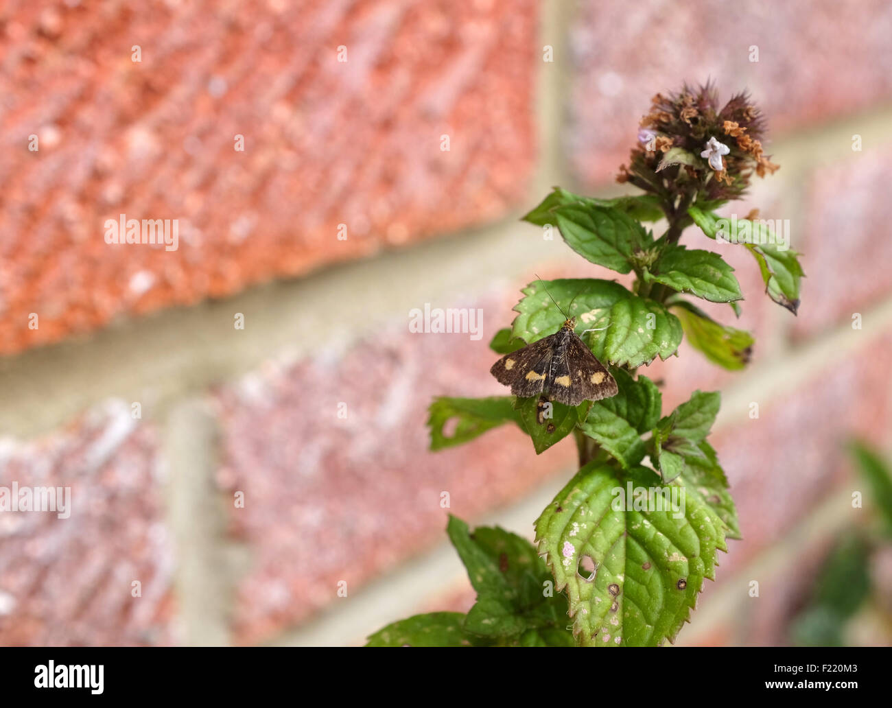 - Espèce de menthe Pyrausta aurata - revient à ouvrir les ailes sur une herbacée de menthe Banque D'Images