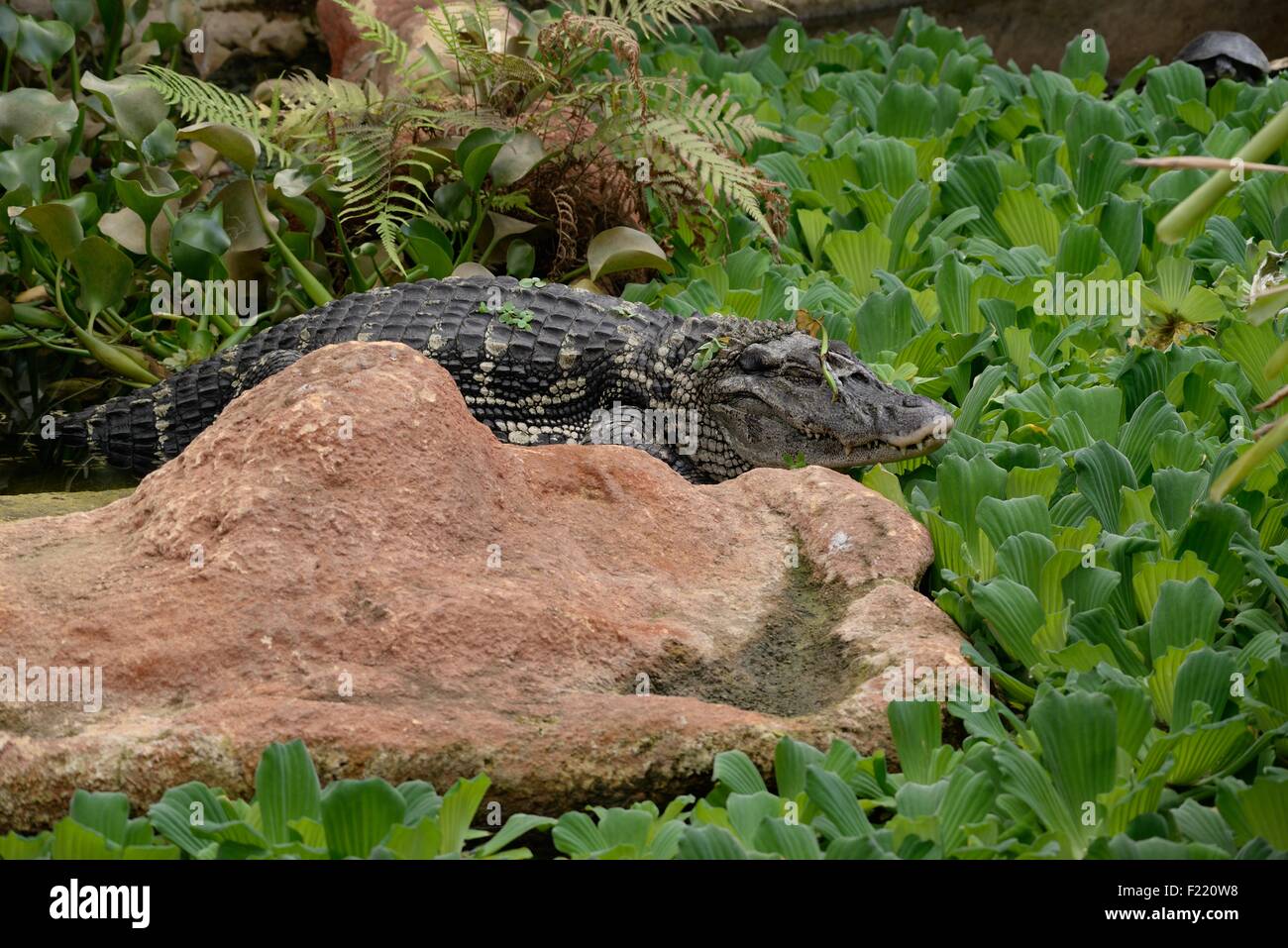 Caïman noir Banque D'Images