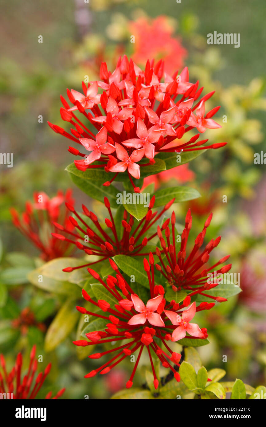 L'établissement Aroma flower close up, Seychelles. Banque D'Images L'établissement Aroma flower close up, Seychelles. Banque D'Images