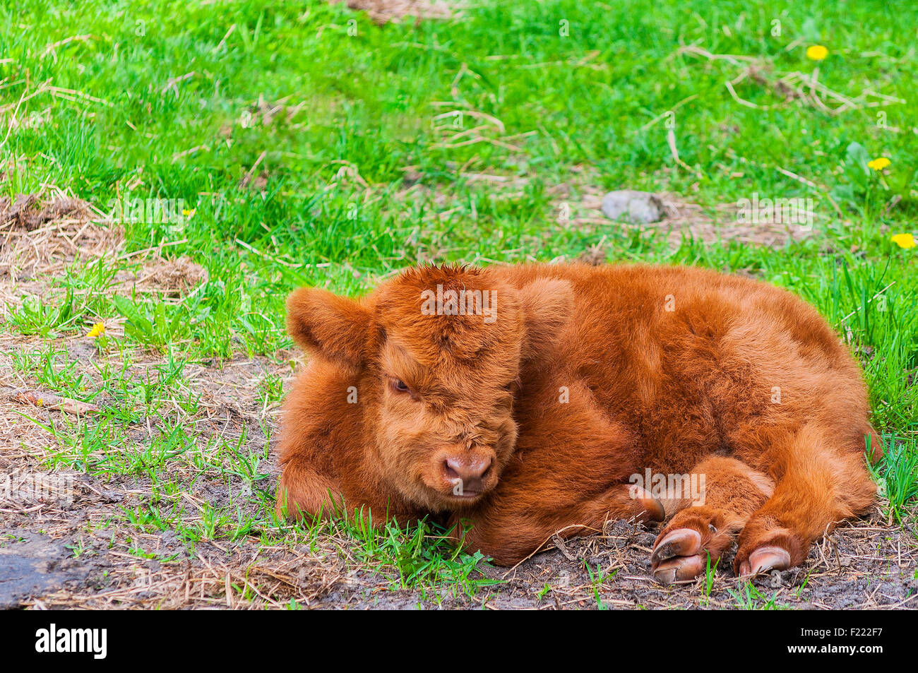 Un long haired highland cow calf repose dans un champ d'herbe verte. Banque D'Images