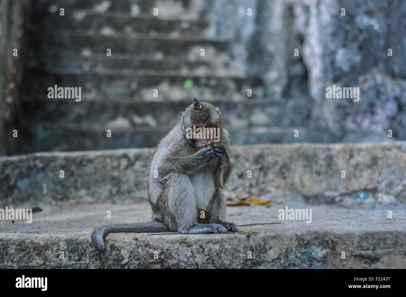 Monkey manger sur les escaliers sur Wat Banan près de Battabang Banque D'Images