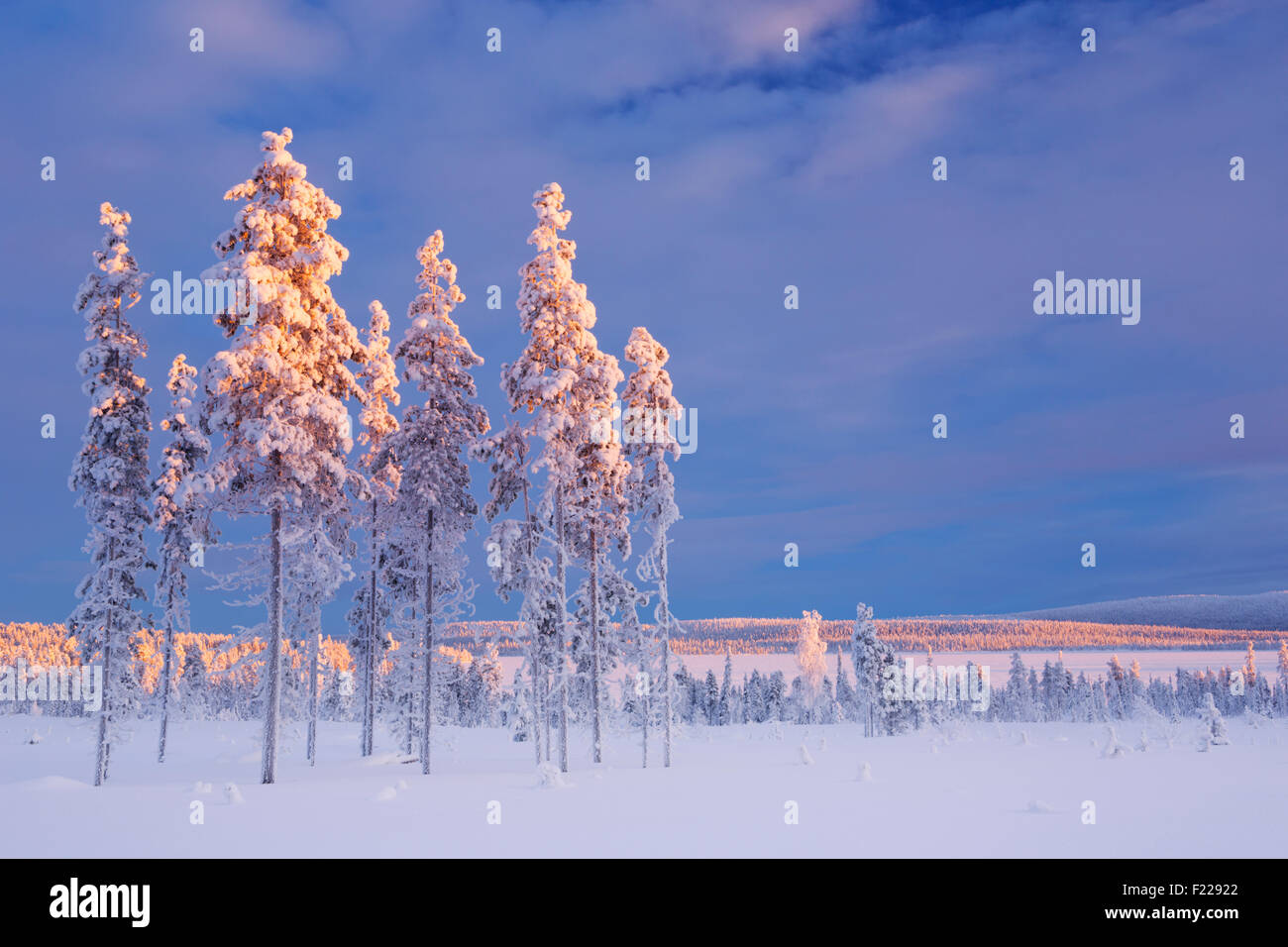 Paysage d'hiver en Laponie Finlandaise, photographié au coucher du soleil. Banque D'Images