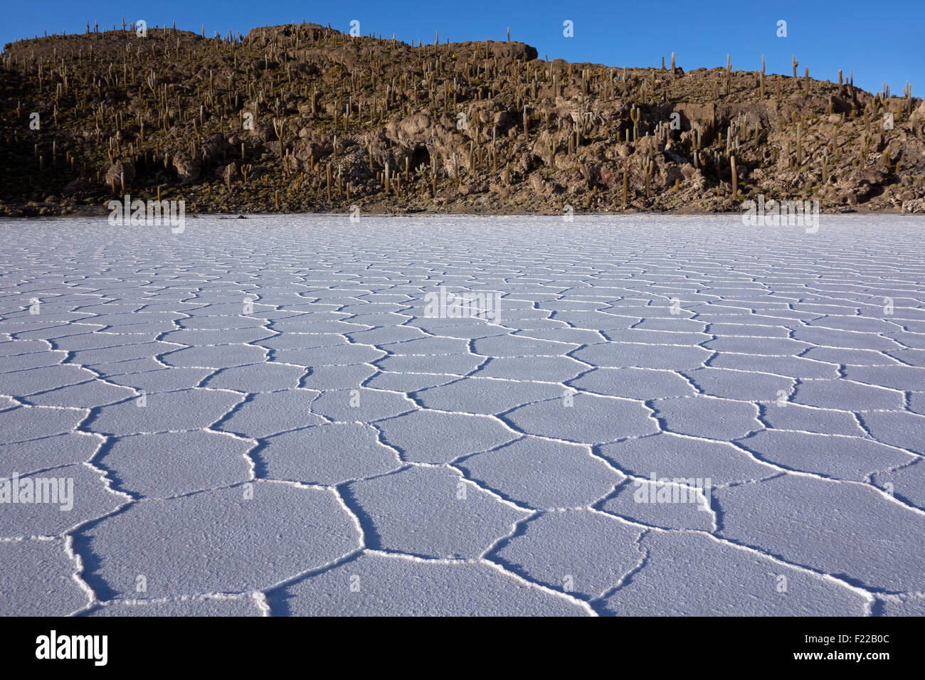 L'Île du poisson (Isla del Pescado). Salar de Uyuni. La Bolivie Banque D'Images L'Île du poisson (Isla del Pescado). Salar de Uyuni. La Bolivie Banque D'Images
