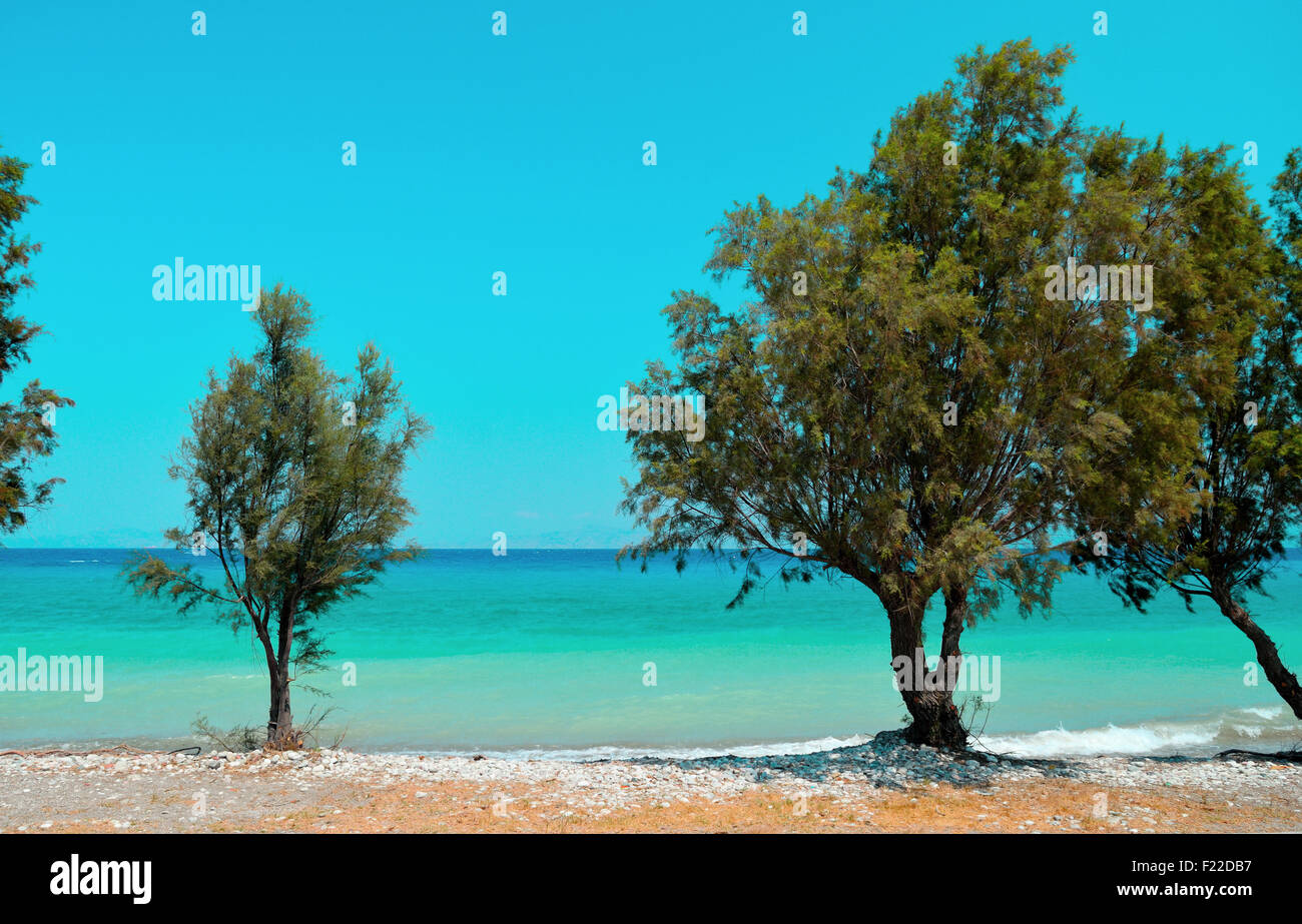 Vue sur la mer turquoise à travers les arbres Banque D'Images