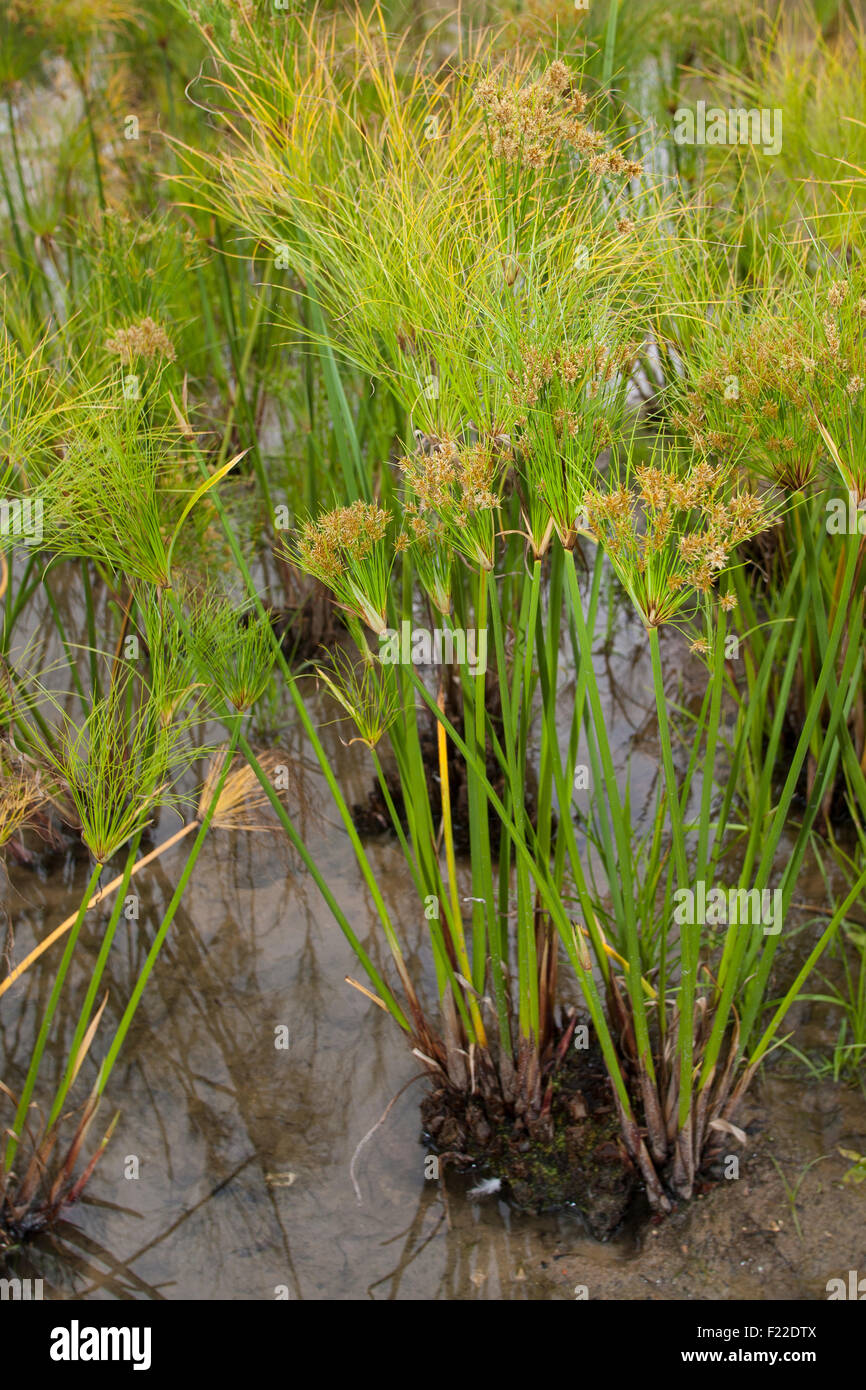 Carex papyrus, papier, tapis indiens reed plante, herbe du Nil, la société Papyrusstaude Zyperngras, Papyrus, Cyperus papyrus, papier, Banque D'Images