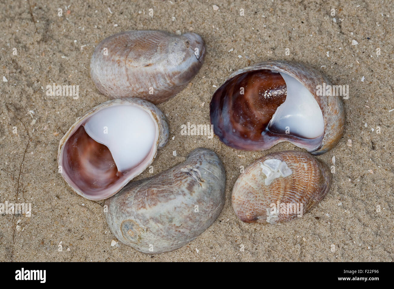 Slipper limpet, slippersnail Pantoffelschnecke Pantoffel-Schnecke,,, leere Schalen, Porzellanpantoffel, Crepidula fornicata Banque D'Images