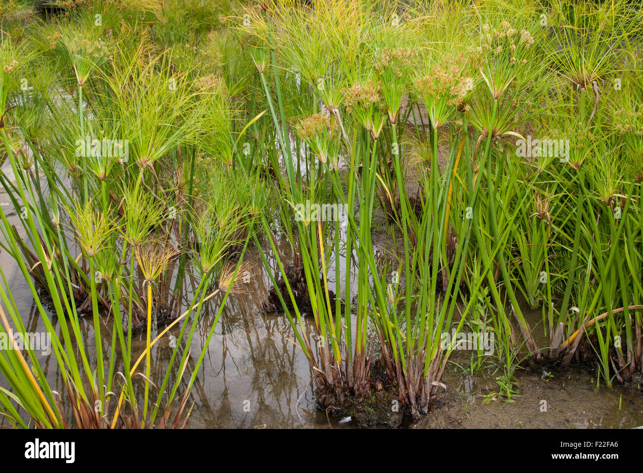 Carex papyrus, papier, tapis indiens reed plante, herbe du Nil, la société Papyrusstaude Zyperngras, Papyrus, Cyperus papyrus, papier, Banque D'Images