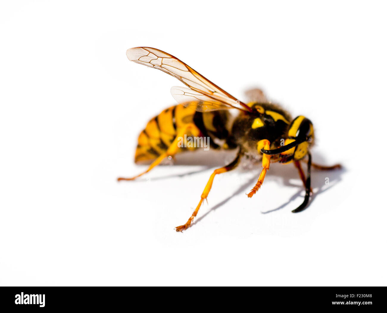 Wasp isolé sur fond blanc Banque D'Images