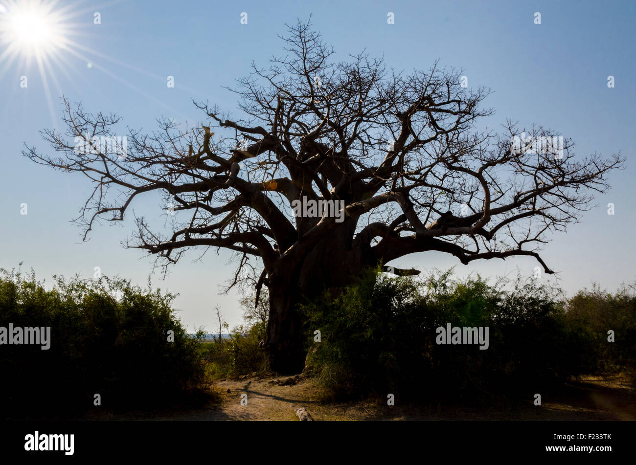 Baobab dans le Nord de la Namibie Banque D'Images