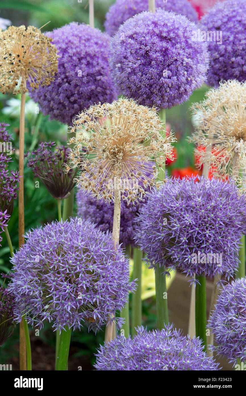 Allium Giganteum et l'Ambassadeur des fleurs avec des têtes de fleurs séchées dans un affichage floral Banque D'Images