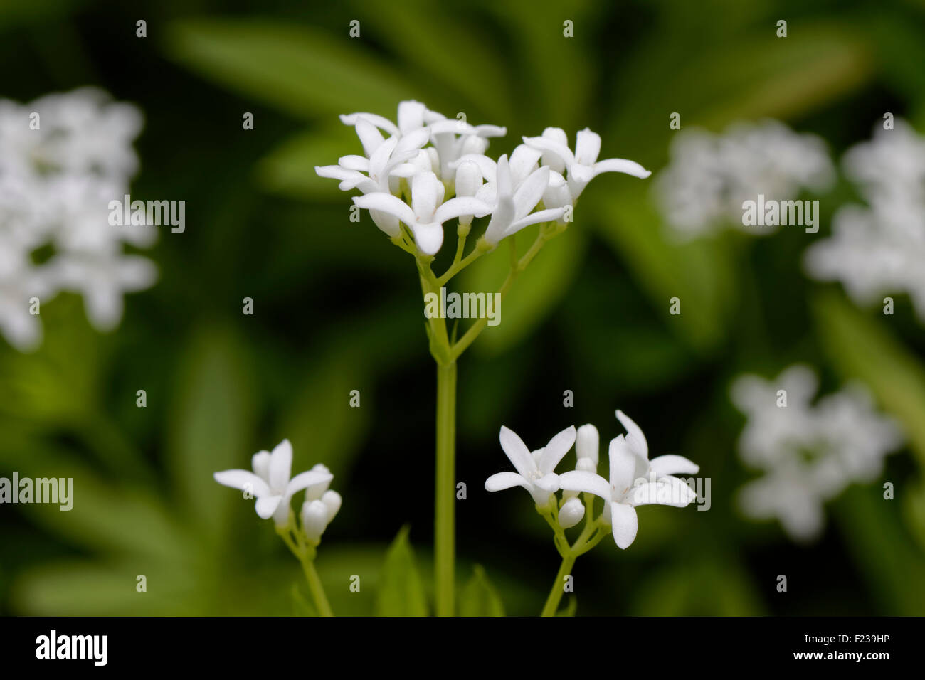 Le Galium odoratum aspérule - Banque D'Images