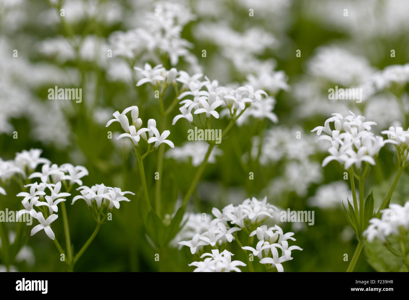 Le Galium odoratum Sweet Woodruff - Banque D'Images