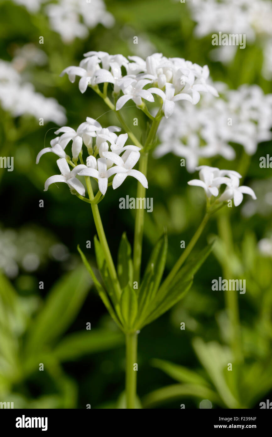 Le Galium odoratum Sweet Woodruff - Banque D'Images