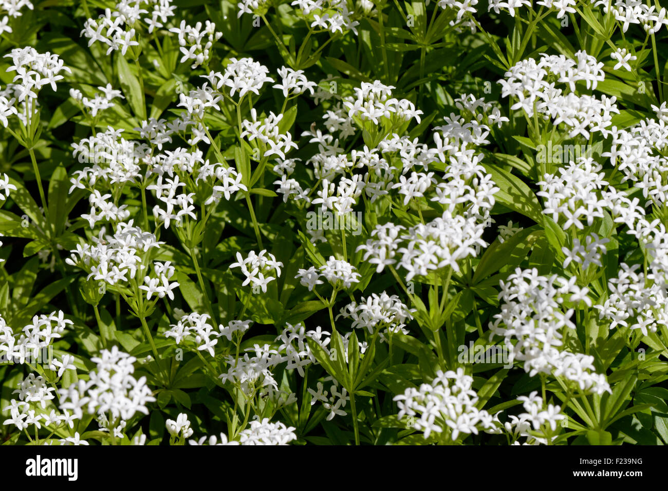 Le Galium odoratum Sweet Woodruff - Banque D'Images