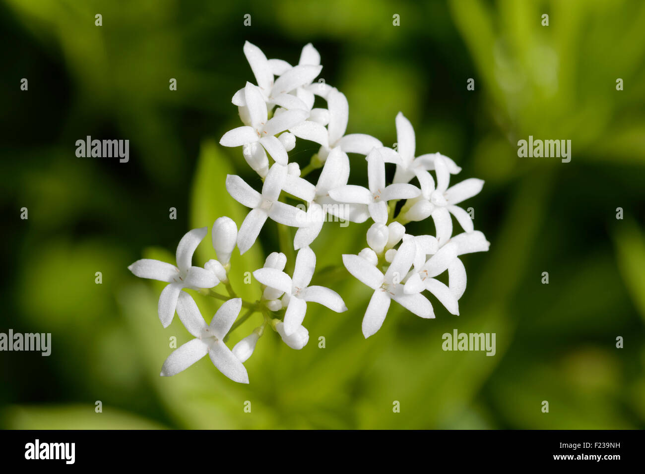 Le Galium odoratum Sweet Woodruff - Banque D'Images