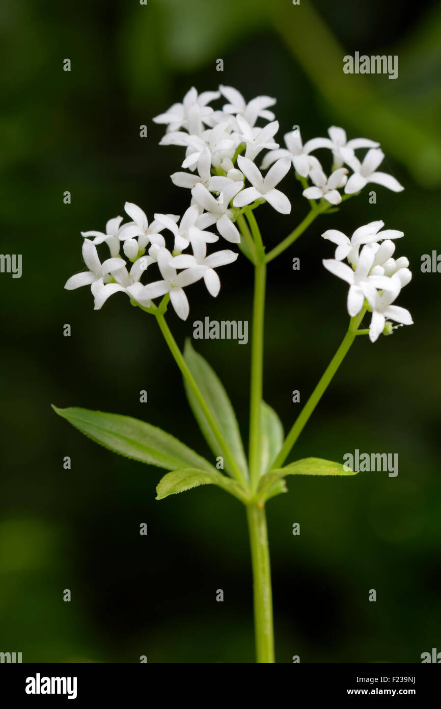 Le Galium odoratum Sweet Woodruff - Banque D'Images