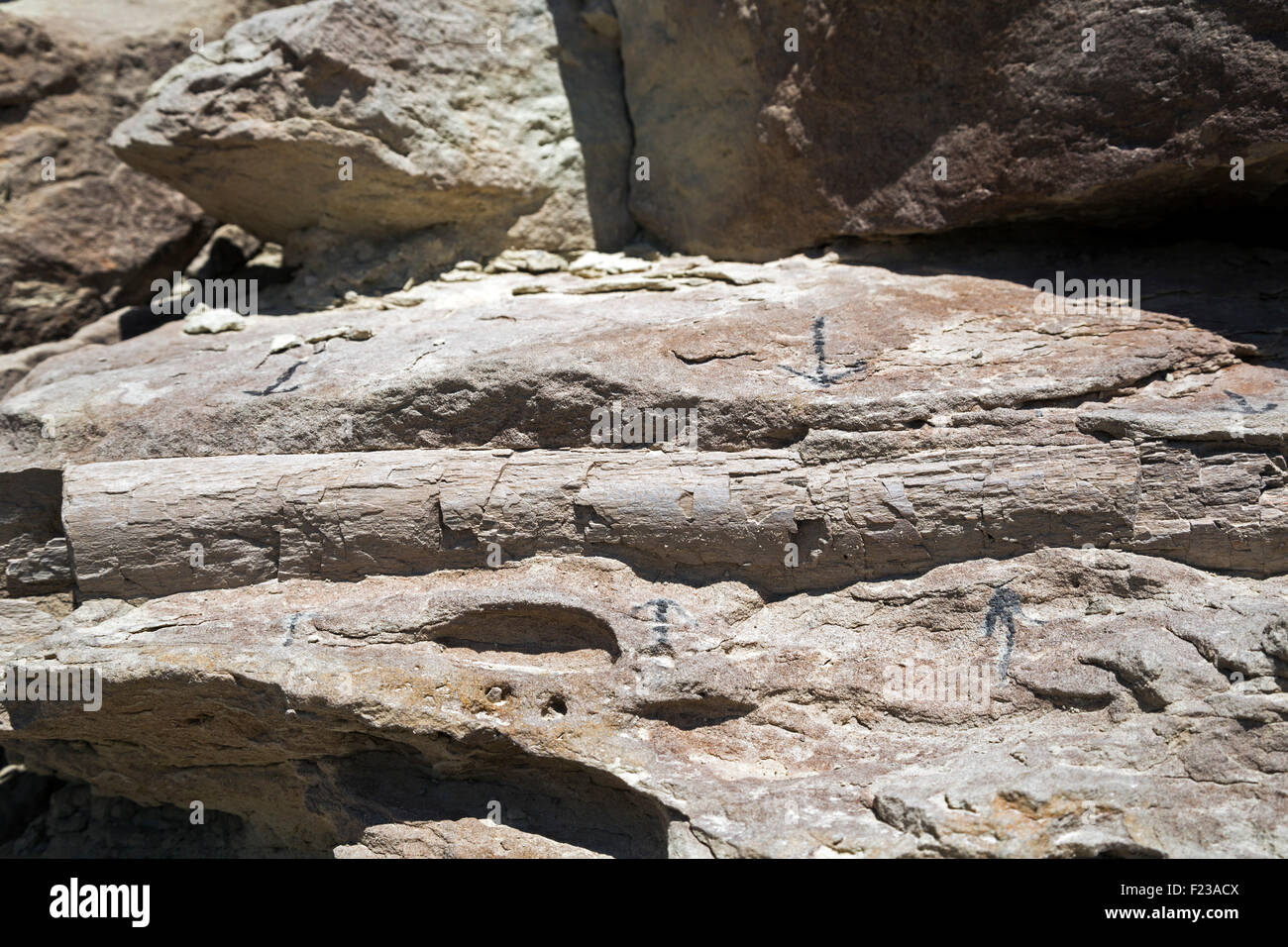 Cleveland, Utah - UN rib partielle d'un dinosaure sauropode au Cleveland-Lloyd Quarry. Banque D'Images