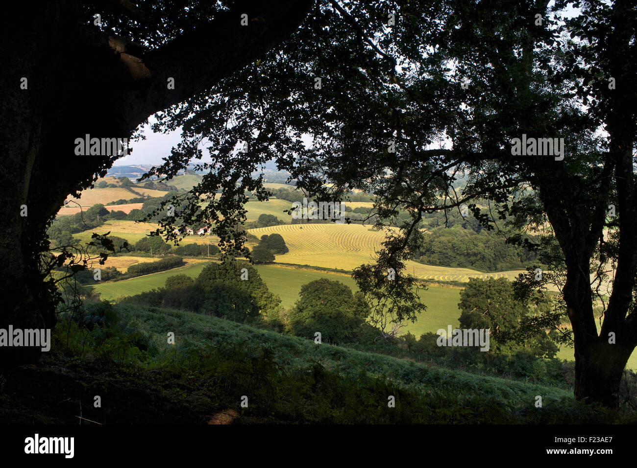 Vue sur campagne environnante de Lewesdon Hill, près de Bridport, Dorset, Angleterre Banque D'Images