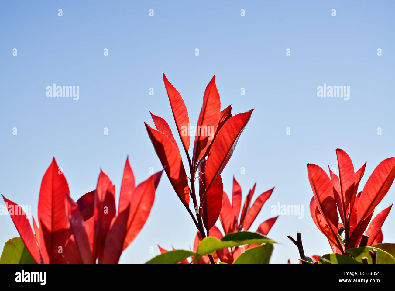Libre de fleurs et feuilles rouges et ciel clair à l'arrière-plan Banque D'Images