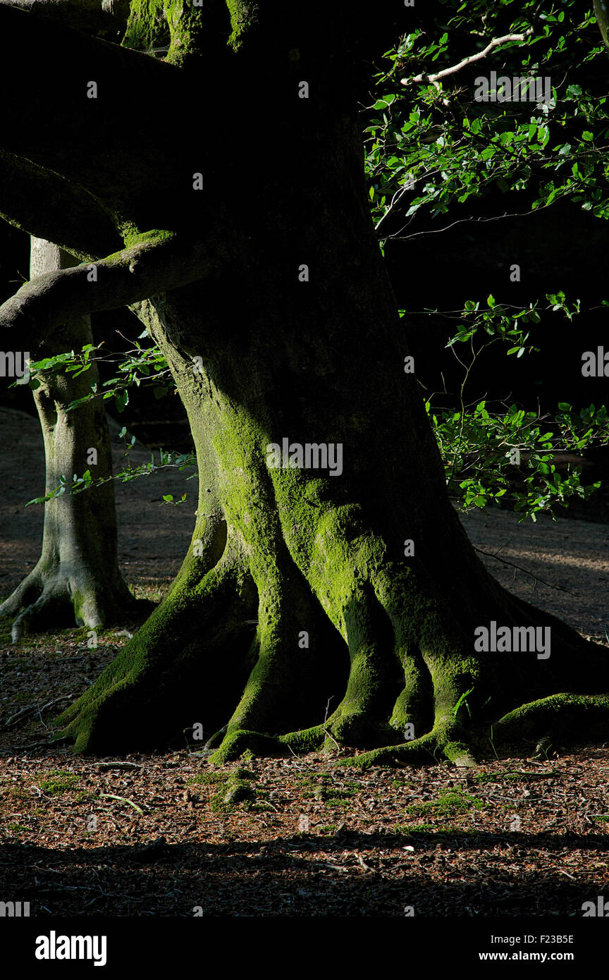 Arbre et le feuillage à Lewesdon Hill, Dorset, Angleterre Banque D'Images