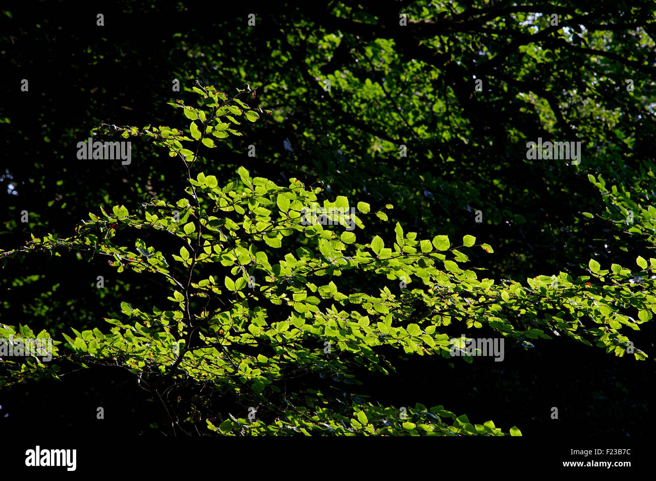 La lumière du soleil et des feuilles. Le feuillage des arbres à Lewesdon Hill, Dorset, Angleterre Banque D'Images