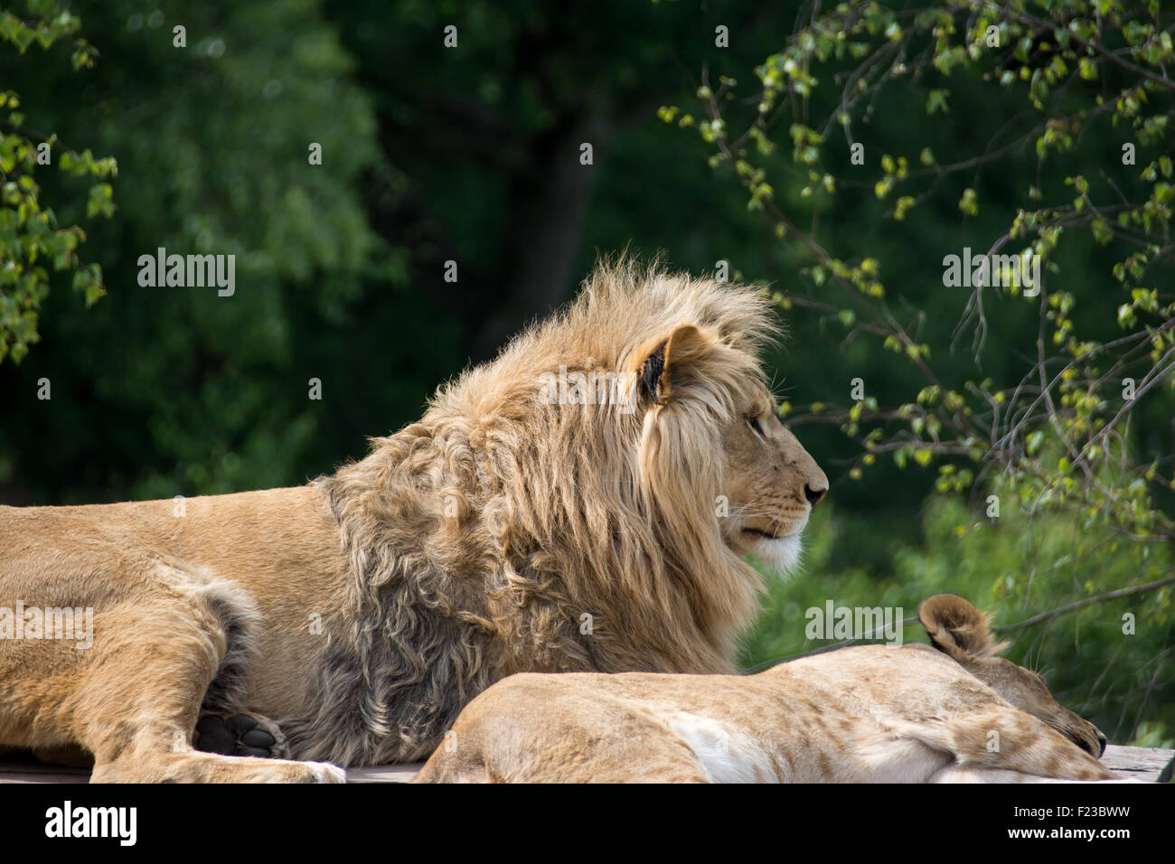 Grand lion fixant Banque D'Images