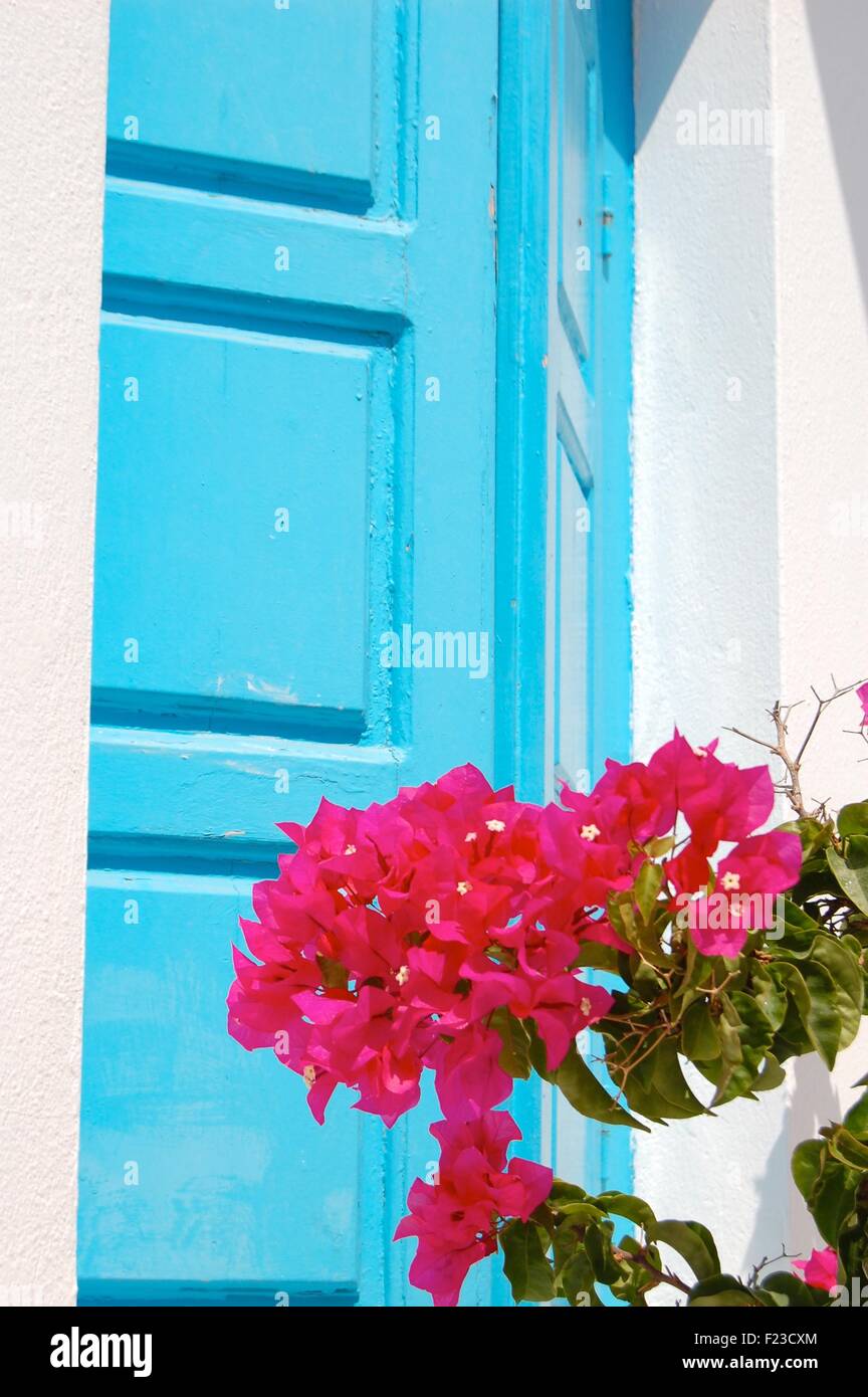 Fleurs roses contre des volets bleu à Katapola, Amorgos, Grèce Banque D'Images