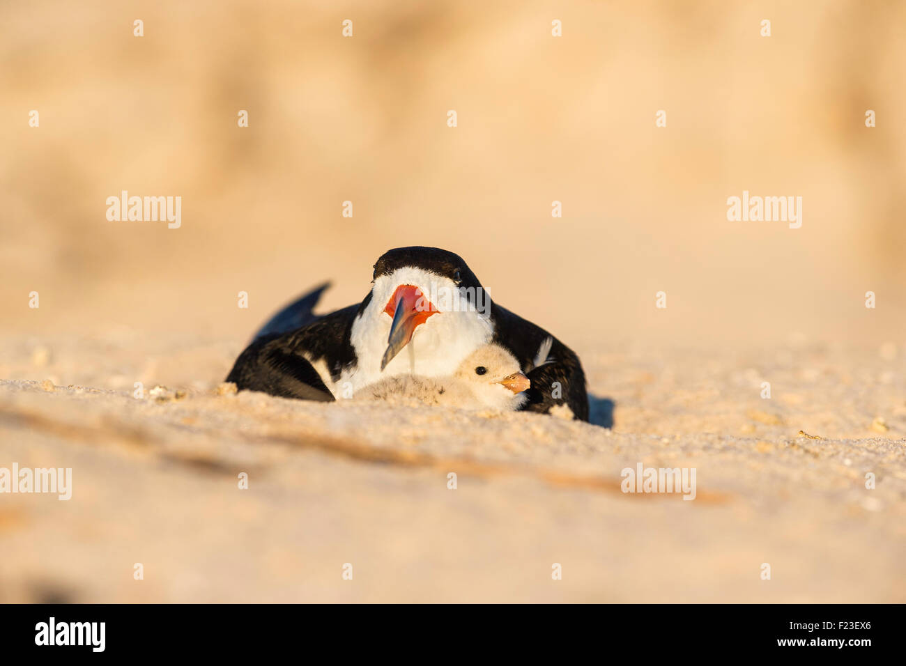 Skimmer noir adultes assis bas dans le sable avec un poussin sur la plage à New York, USA Banque D'Images