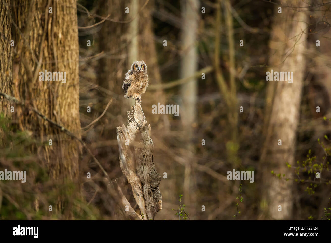 Grand-duc d'Owlet perché un haut de la rupture d'un arbre dans une forêt et regardant droit dans une caméra dans le New Jersey, USA Banque D'Images