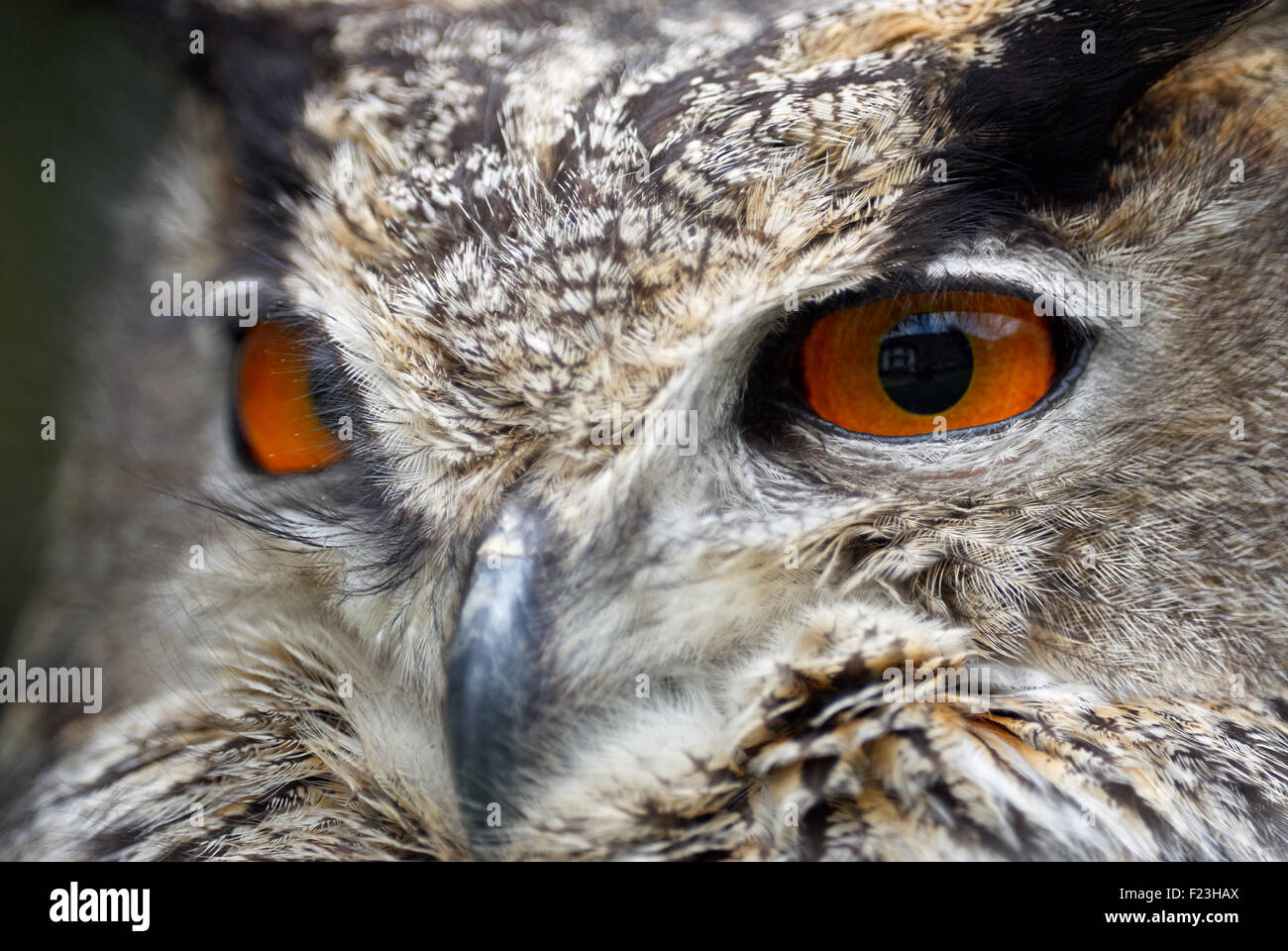 Beaux yeux orange de eagle owl Banque D'Images