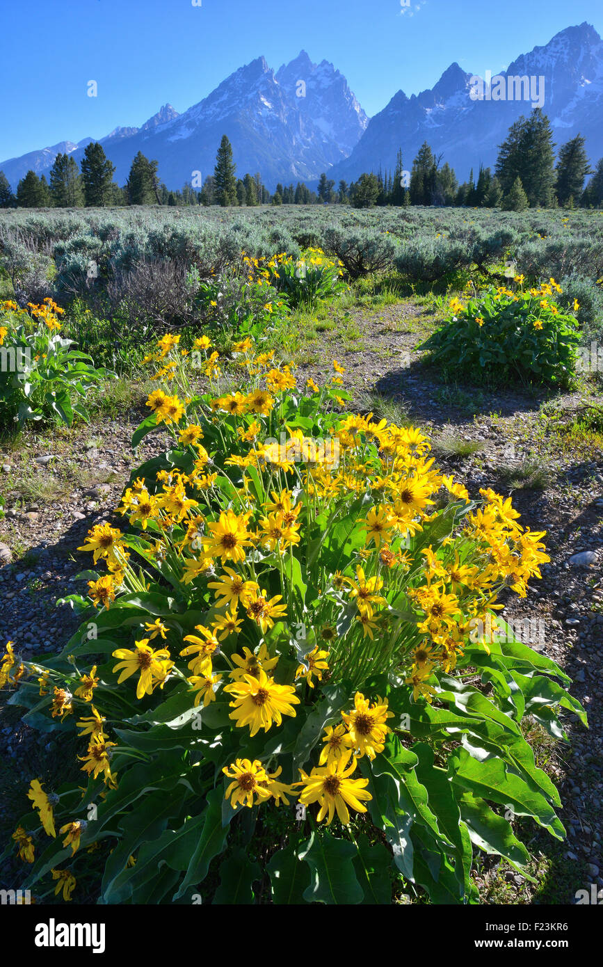 Balsm fleurs racine fleurissent au début de juin dans le Grand Teton National Park au nord de Jackson, Wyoming Banque D'Images